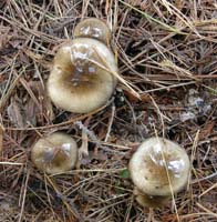 Hygrophorus fuligineus.